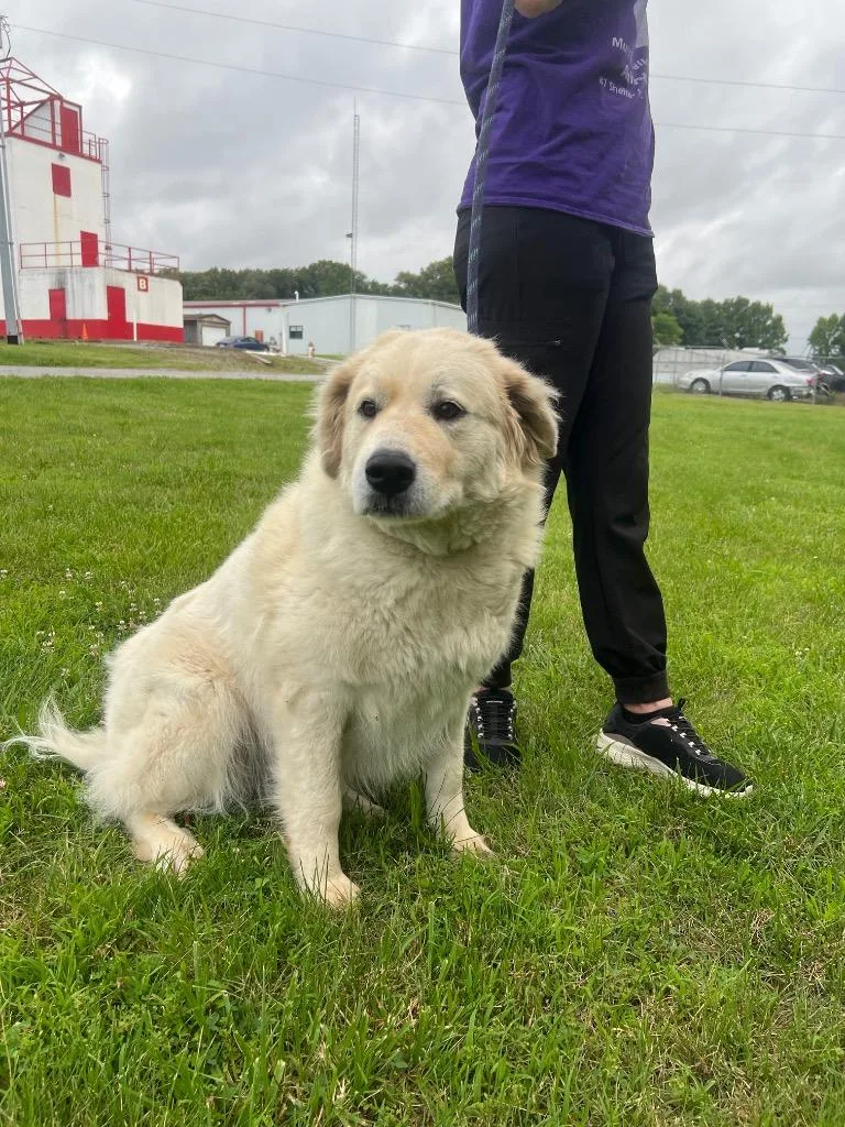 A senior extra large-sized female Great Pyrenees dog named Lovely Bella for adoption in Murray, KY