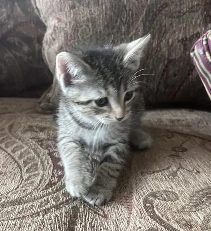 Tawny