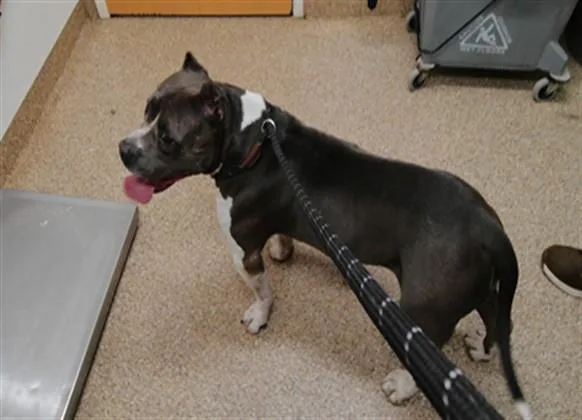 An adult large-sized male American Bulldog dog named George for adoption in Albuquerque, NM