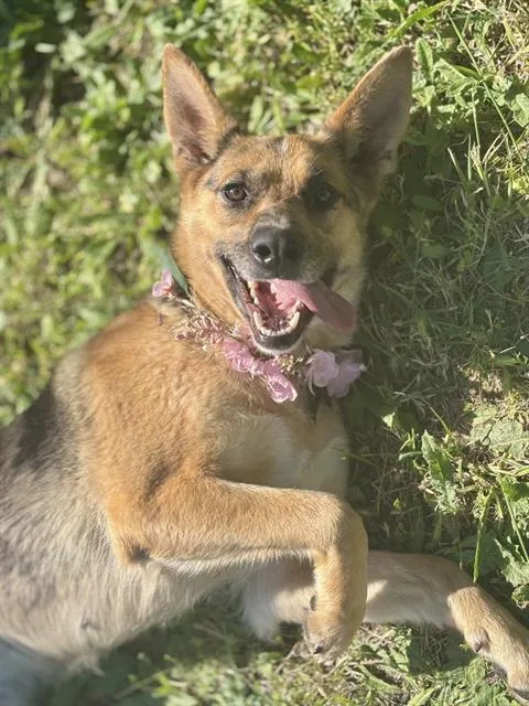 An adult large-sized female German Shepherd Dog dog named Dora for adoption in Fairfield, CA
