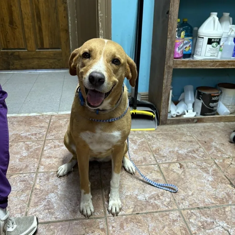 A senior large-sized female Yellow / Tan / Blond / Fawn Mixed Breed dog named Bingo for adoption in Laurel, MS
