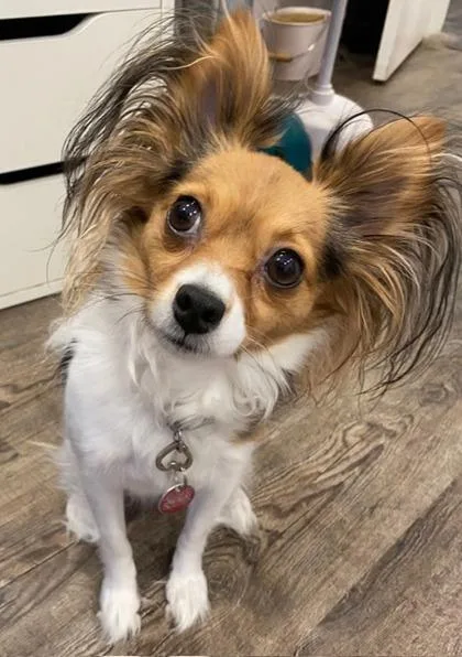 Phoebe