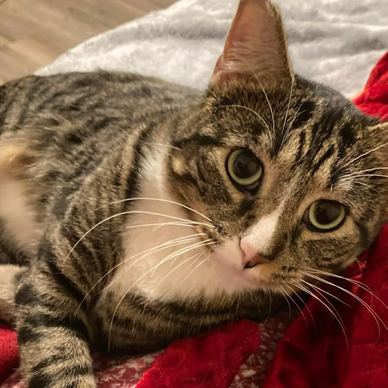 An adult small-sized male Brown / Chocolate Domestic Short Hair cat named Dexter for adoption in Coralville, IA