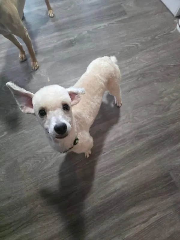 A young small-sized male Poodle dog named Bogey for adoption in Eugene, OR