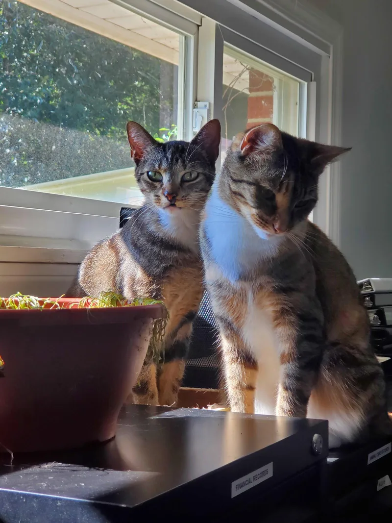 Zuri  Bonded with thumbnail 2