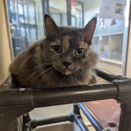 An adult medium-sized female Dilute Tortoiseshell Domestic Long Hair cat named Lucy for adoption in Dubuque, IA