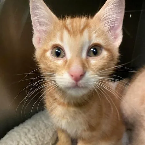 A baby small-sized male Orange / Red Domestic Short Hair cat named Venus for adoption in Dayton, OH