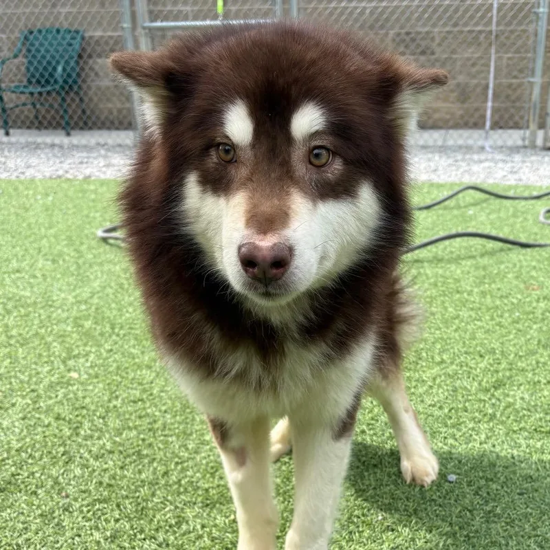 An adult large-sized male Brown / Chocolate Mixed Breed dog named Timon for adoption in Batavia, OH