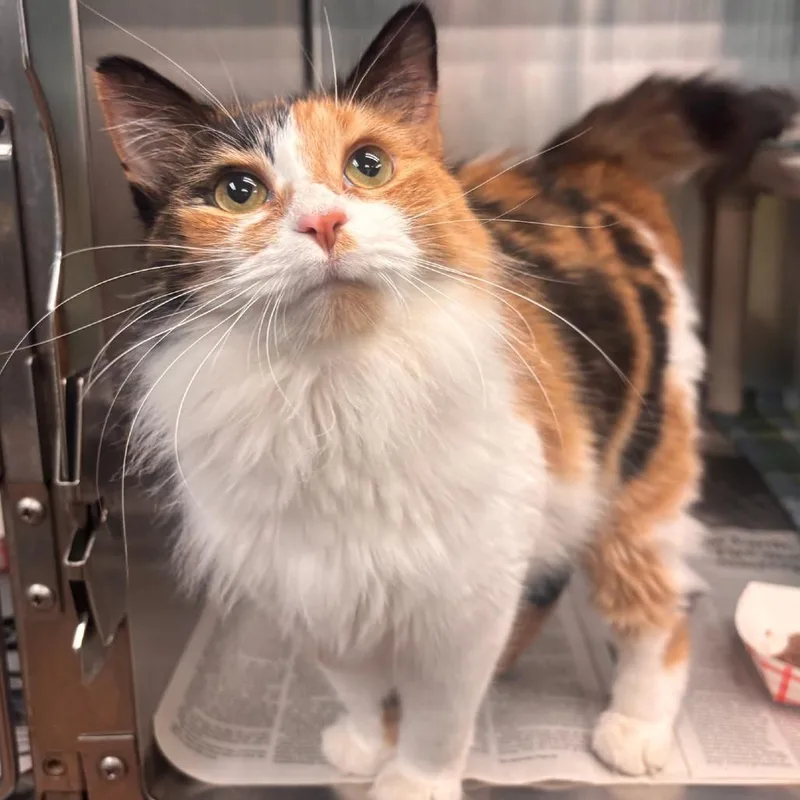 Dot  Petsmart Belleville