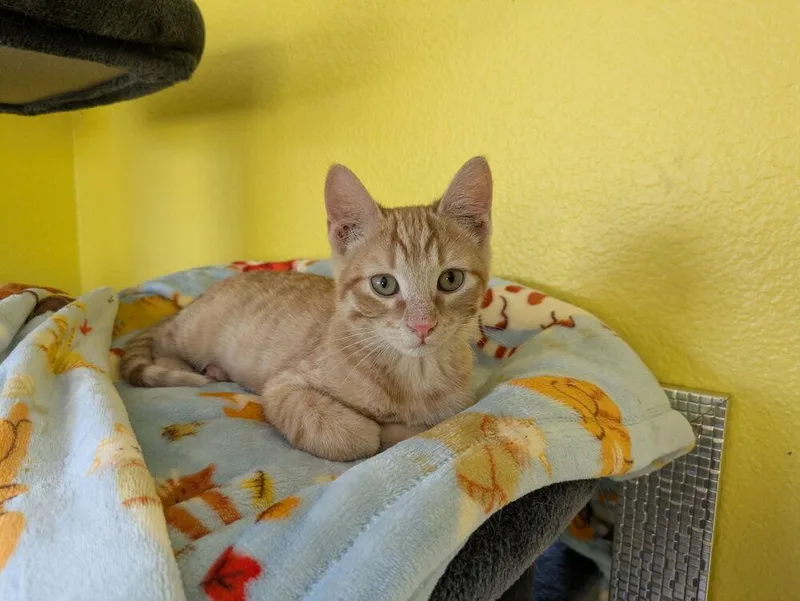 A baby small-sized male Domestic Short Hair cat named Ridic for adoption in Aurora, CO