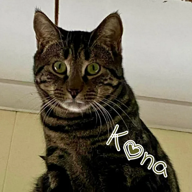Kona thumbnail 2