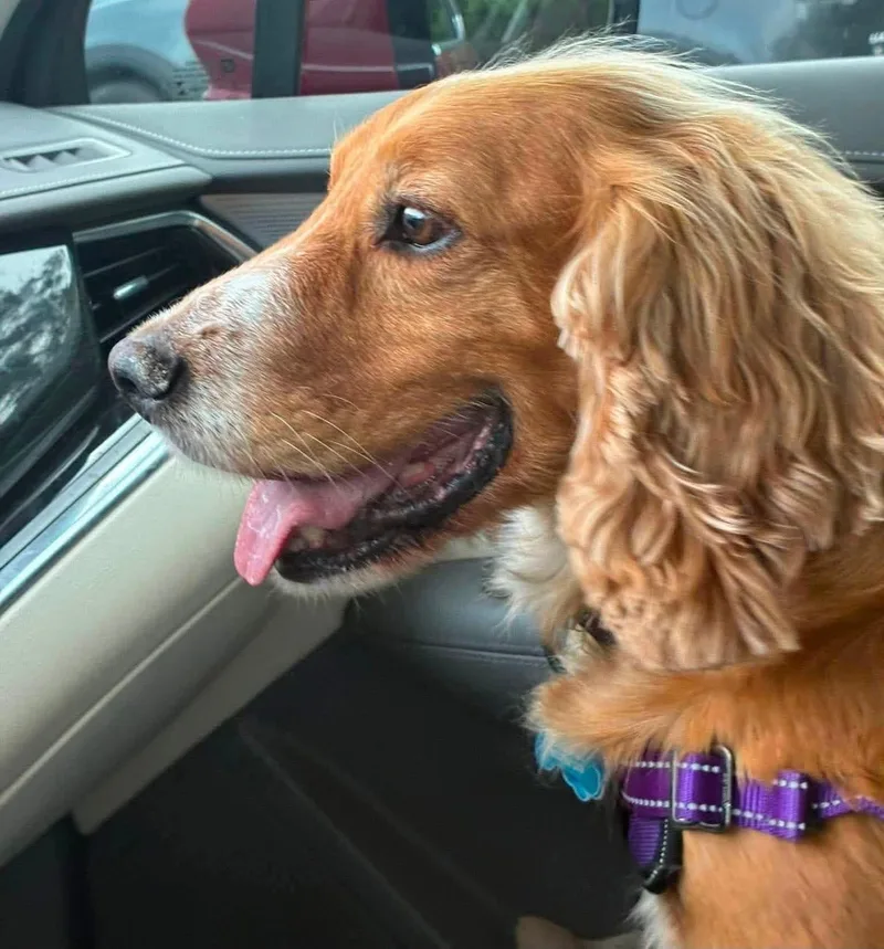 A senior medium-sized male Red / Chestnut / Orange Cocker Spaniel dog named Patton for adoption in Lake City, FL