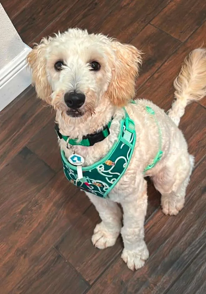 A young medium-sized female Standard Poodle dog named Mattie for adoption in Osteen, FL