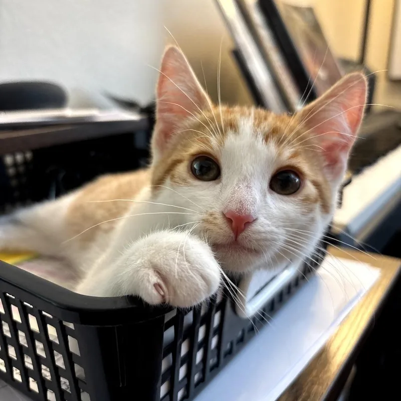 A baby small-sized male Orange / Red Domestic Short Hair cat named Cedar for adoption in Costa Mesa, CA