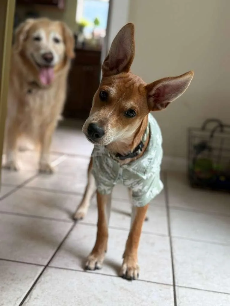 A baby medium-sized male Golden Australian Cattle Dog / Blue Heeler dog named Aramis for adoption in Sunrise, FL