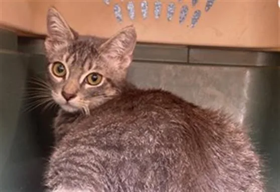 A young medium-sized male Domestic Short Hair cat named A for adoption in Long Beach, CA