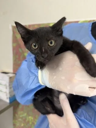 A young small-sized female Domestic Short Hair cat named Succulent for adoption in San Antonio, TX