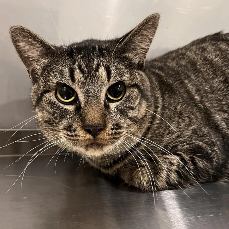 An adult large-sized male Black Domestic Short Hair cat named Lock for adoption in Washburn, MO