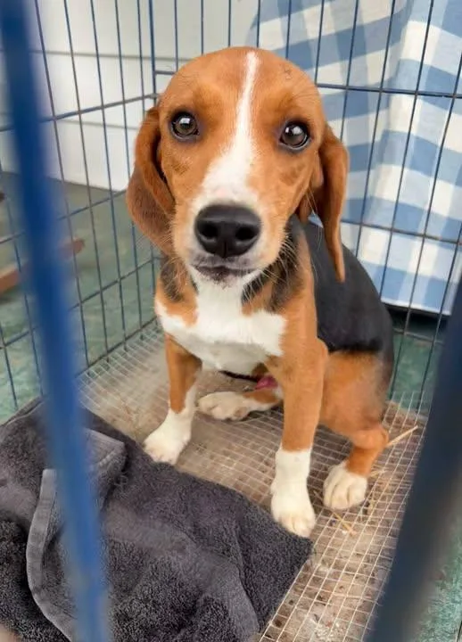 A young small-sized male Tricolor (Brown, Black, & White) Beagle dog named Lute for adoption in Millerstown, PA
