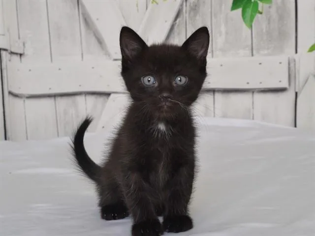 A baby small-sized male Domestic Medium Hair cat named Quasimodo for adoption in Oroville, CA