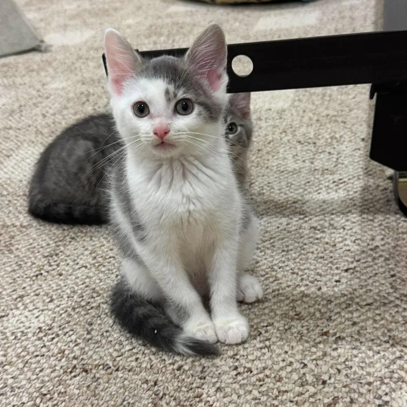 A baby small-sized female Gray / Blue / Silver Domestic Short Hair cat named Diet Coke for adoption in Jarrettsville, MD