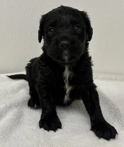 A young large-sized female Labrador Retriever dog named Rye for adoption in Phoenix, AZ