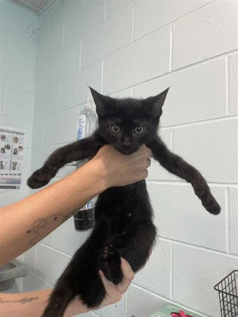 A baby small-sized male Domestic Short Hair cat named Agenda for adoption in Tavares, FL