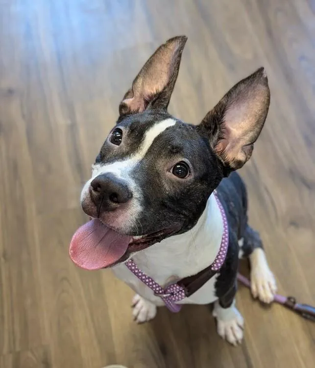 A baby medium-sized female American Staffordshire Terrier dog named Dolly for adoption in Minneapolis, MN