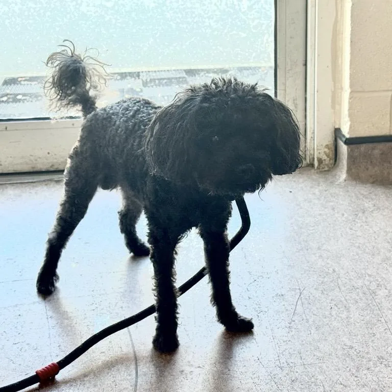 An adult small-sized male Miniature Poodle dog named Tiramisu for adoption in Saint Louis, MO