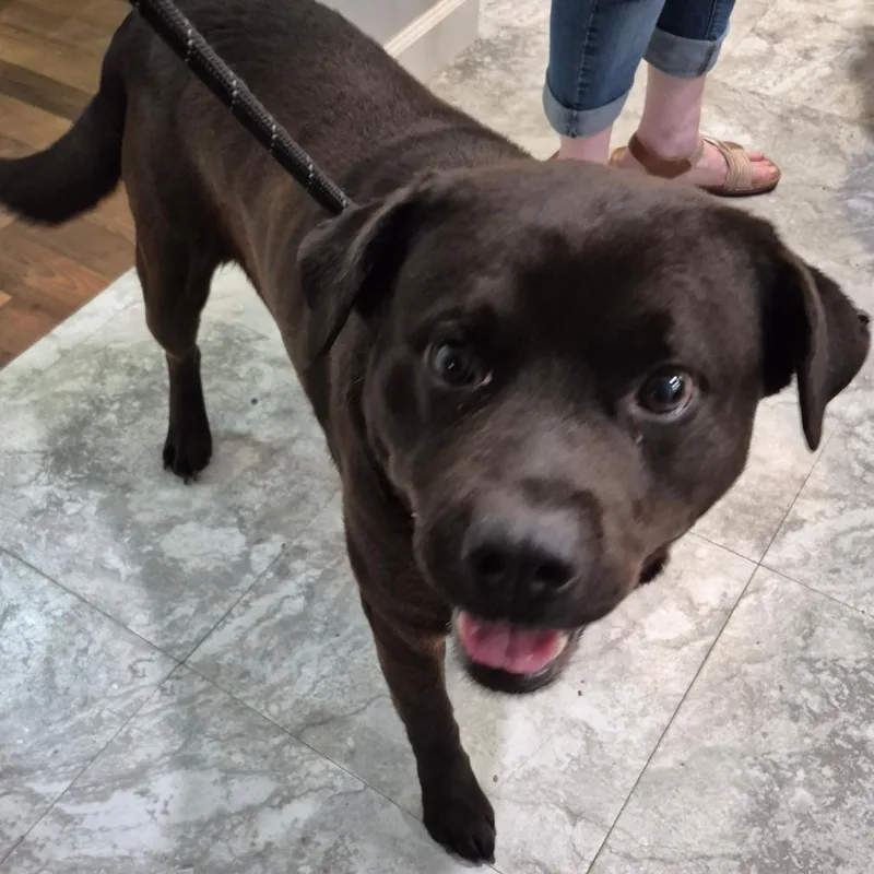 An adult large-sized male Black Mixed Breed dog named Benji for adoption in Columbus, GA