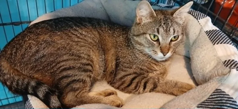 A young small-sized female Domestic Short Hair cat named Lola for adoption in Crocker, MO