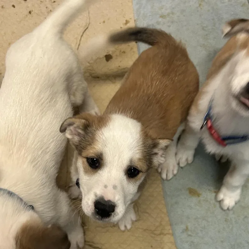 A baby small-sized female White / Cream Shepherd dog named Debbie for adoption in Flagstaff, AZ