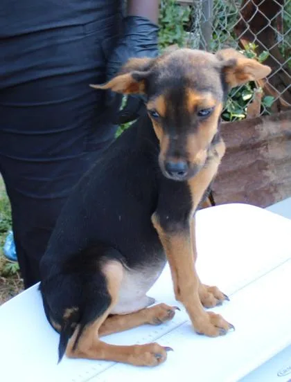 A young small-sized male Chihuahua dog named Tiny for adoption in Seneca, SC