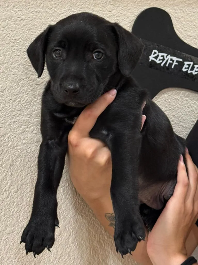 A baby medium-sized female Mixed Breed dog named Joy for adoption in Vacaville, CA
