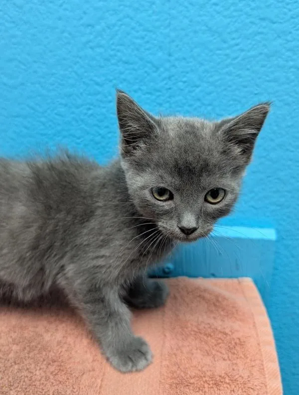 A baby small-sized male Domestic Short Hair cat named Grumpy for adoption in Escondido, CA