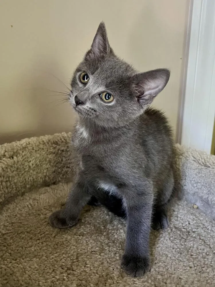 A baby medium-sized male Gray / Blue / Silver Domestic Short Hair cat named Grover for adoption in Emerald Isle, NC
