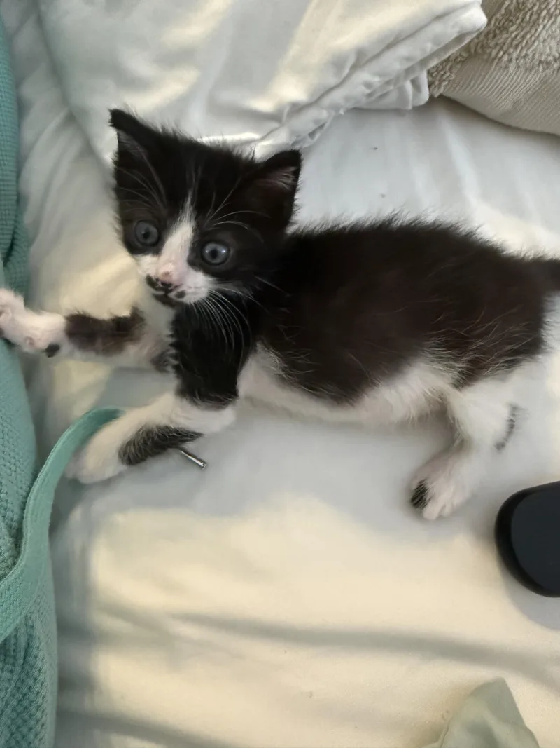 A baby medium-sized male Black Domestic Short Hair cat named Focaccia for adoption in Fruit Heights, UT