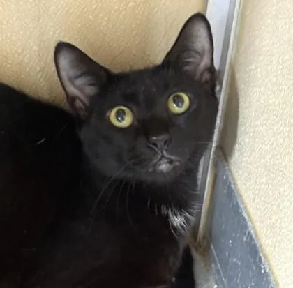 An adult medium-sized female Domestic Short Hair cat named Jetty for adoption in Honolulu, HI