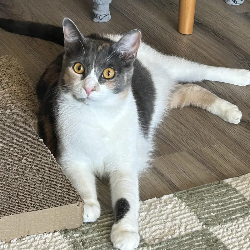 A young medium-sized female Dilute Calico Domestic Short Hair cat named Malibu for adoption in Renton , WA