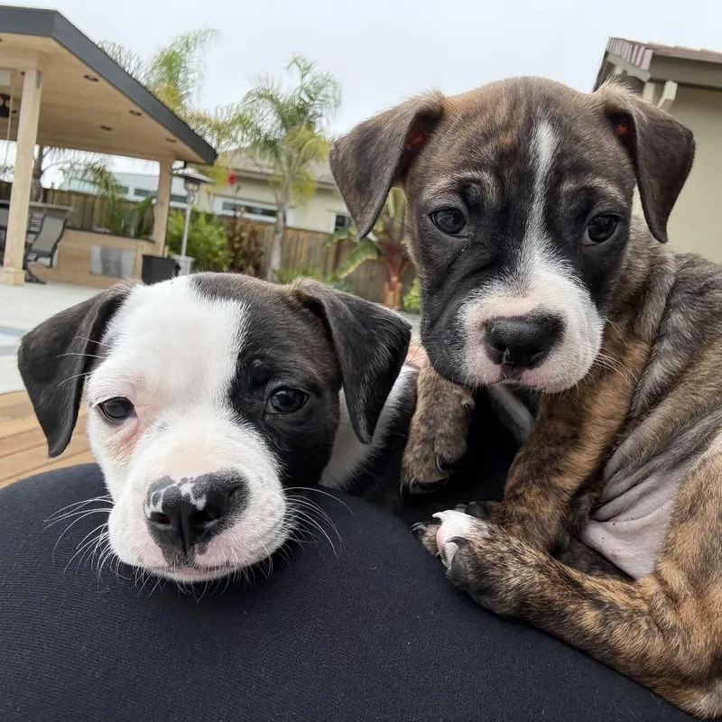 A baby small-sized male Brindle Boston Terrier dog named Moab for adoption in San Mateo, CA
