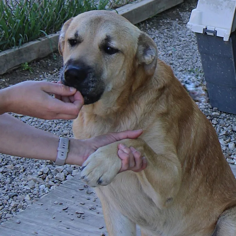 Gus thumbnail 3