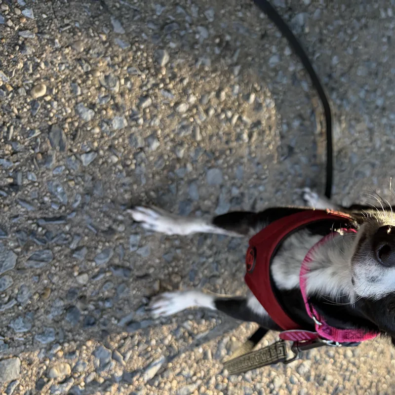 Oreo thumbnail 2