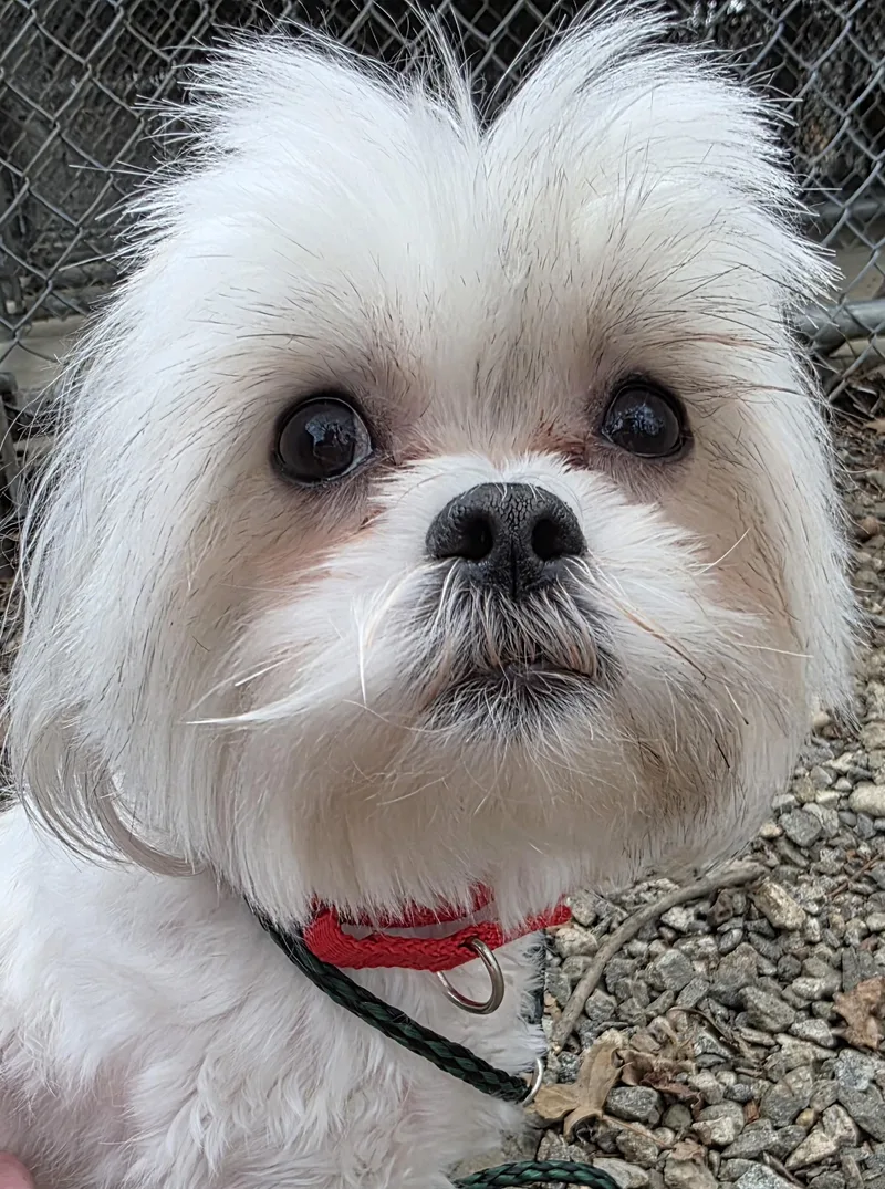 A young small-sized female White / Cream Maltese dog named Molly for adoption in Wayne, NJ