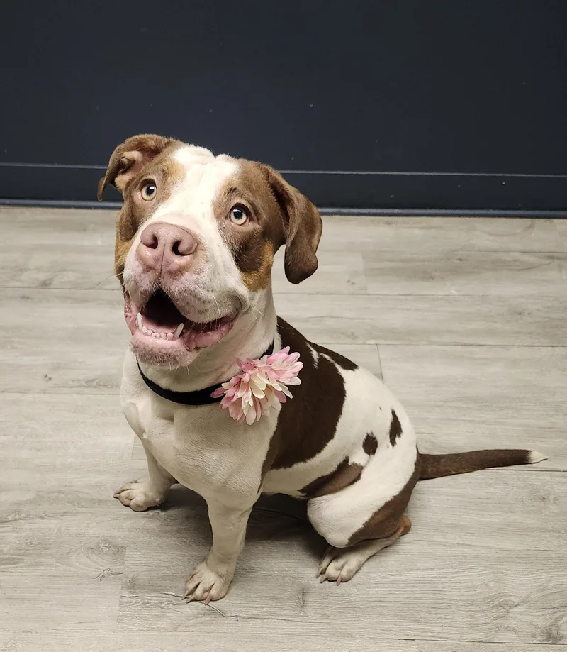 A young medium-sized female Tricolor (Brown, Black, & White) American Bulldog dog named Shirin for adoption in Mansfield, OH