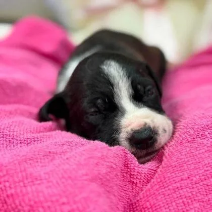 A baby small-sized female Black Labrador Retriever dog named Twizzler for adoption in North Charleston, SC