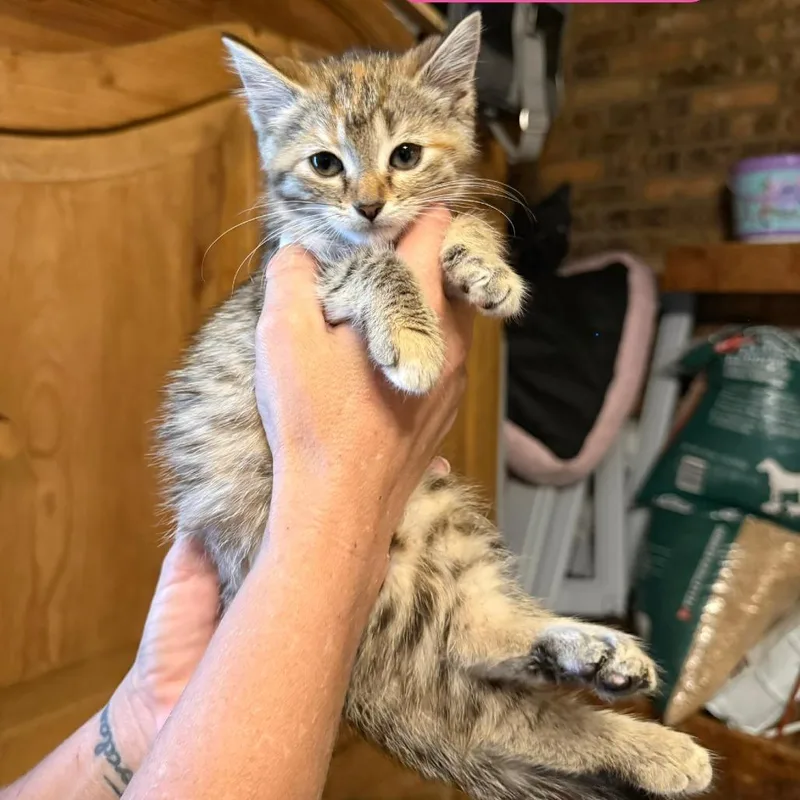 A baby small-sized female Torbie Domestic Medium Hair cat named Elve for adoption in Richmond, IN