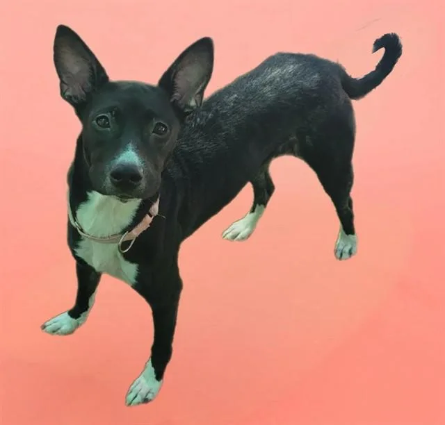 A young medium-sized female Feist dog named Tilly for adoption in Sarasota, FL