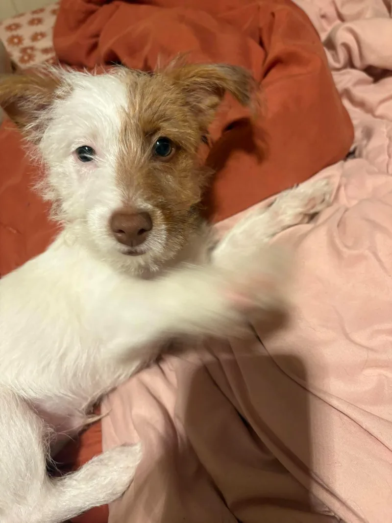 A baby small-sized male Jack Russell Terrier dog named Dunkin for adoption in Carey, OH