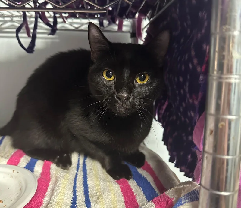 A young medium-sized female American Shorthair cat named Daisy for adoption in Naples, FL