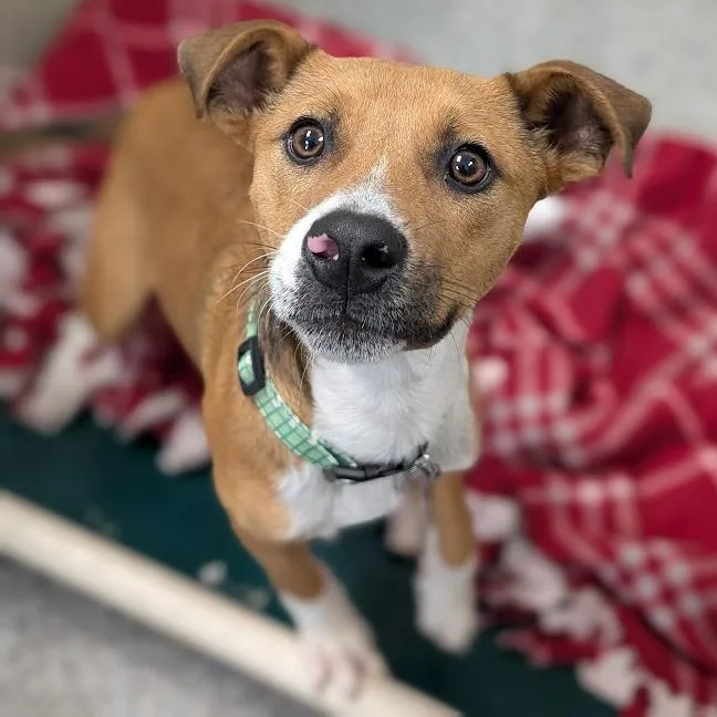 A young small-sized male Yellow / Tan / Blond / Fawn Mixed Breed dog named Jalopy for adoption in West Olive, MI